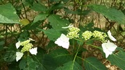 DSC_1853.JPG