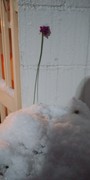 IMG00364.jpg